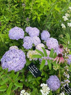 浜名湖花博2024に投稿された画像（2024/6/9）