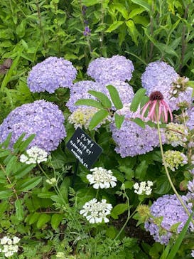 浜名湖花博2024に投稿された画像（2024/6/9）