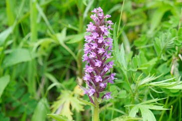 礼文ハイヤーに投稿された画像（2024/6/9）