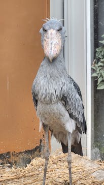 神戸どうぶつ王国に投稿された画像（2024/6/9）