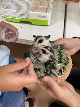 いきもの探検隊上尾に投稿された画像（2024/6/9）