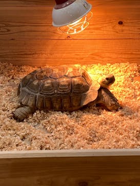 いきもの探検隊上尾に投稿された画像（2024/6/9）