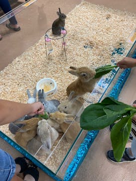 いきもの探検隊上尾に投稿された画像（2024/6/9）