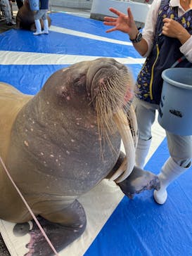 大分マリーンパレス水族館 「うみたまご」に投稿された画像（2024/6/9）