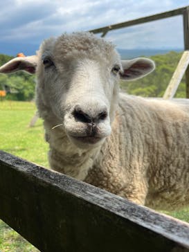 まかいの牧場に投稿された画像（2024/6/9）