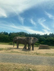秋吉台自然動物公園 サファリランドに投稿された画像（2024/6/9）