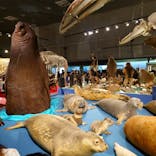 特別展「大哺乳類展３－わけてつなげて大行進」に投稿された画像（2024/6/9）