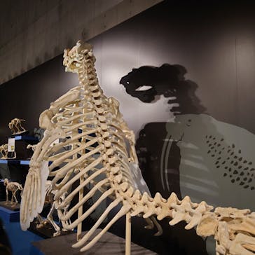 特別展「大哺乳類展３－わけてつなげて大行進」に投稿された画像（2024/6/9）