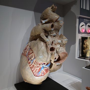 特別展「大哺乳類展３－わけてつなげて大行進」に投稿された画像（2024/6/9）