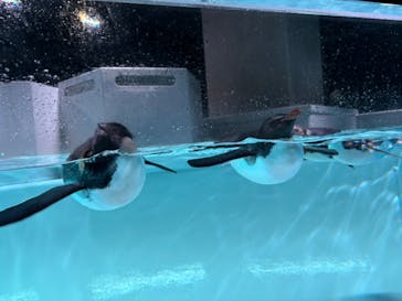 AOAO SAPPOROに投稿された画像（2024/6/9）