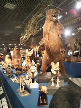 特別展「大哺乳類展３－わけてつなげて大行進」に投稿された画像（2024/6/9）