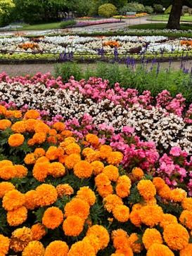 安城産業文化公園デンパークに投稿された画像（2024/6/9）