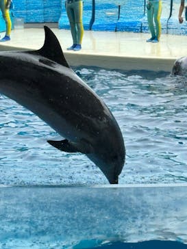 新江ノ島水族館に投稿された画像（2024/6/9）