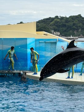 新江ノ島水族館に投稿された画像（2024/6/9）