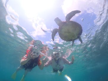 タビワク　宮古島に投稿された画像（2024/6/9）