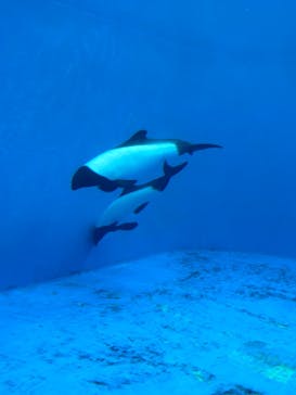 仙台うみの杜水族館に投稿された画像（2024/6/9）