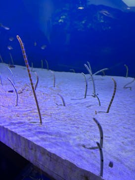 仙台うみの杜水族館に投稿された画像（2024/6/9）