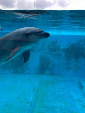 下田海中水族館に投稿された画像（2024/6/9）