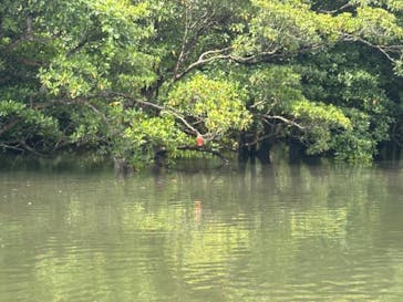 石垣島ドリーム観光に投稿された画像（2024/6/8）