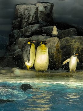 名古屋港水族館に投稿された画像（2024/6/9）