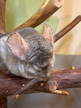 伊豆シャボテン動物公園に投稿された画像（2024/6/9）