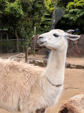 伊豆シャボテン動物公園に投稿された画像（2024/6/9）