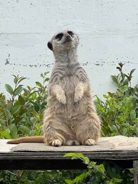 東武動物公園に投稿された画像（2024/6/9）