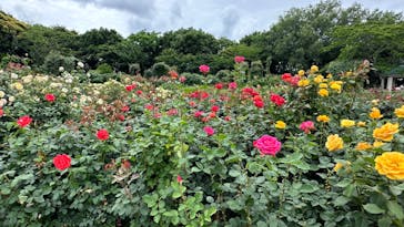 京成バラ園に投稿された画像（2024/6/9）