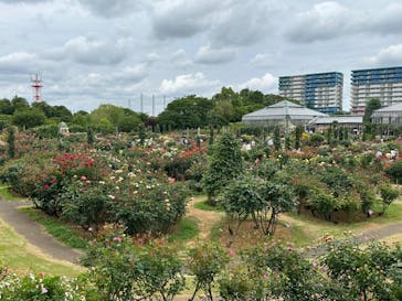 京成バラ園に投稿された画像（2024/6/9）