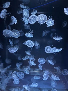 京都水族館に投稿された画像（2024/6/9）