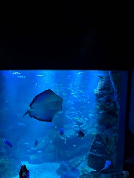 京都水族館に投稿された画像（2024/6/9）