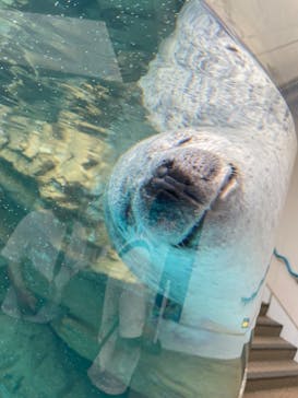 京都水族館に投稿された画像（2024/6/9）