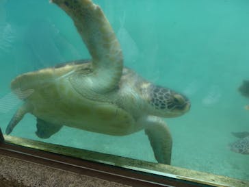 新江ノ島水族館に投稿された画像（2024/6/9）