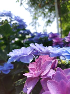 横浜イングリッシュガーデンに投稿された画像（2024/6/9）