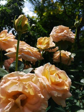 横浜イングリッシュガーデンに投稿された画像（2024/6/9）