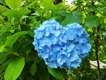 横浜イングリッシュガーデンに投稿された画像（2024/6/9）