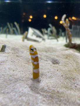 京都水族館に投稿された画像（2024/6/9）