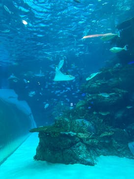 名古屋港水族館に投稿された画像（2024/6/9）