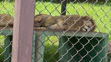 那須サファリパークに投稿された画像（2024/6/9）