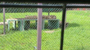 那須サファリパークに投稿された画像（2024/6/9）