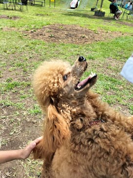 つくばわんわんランドに投稿された画像（2024/6/9）