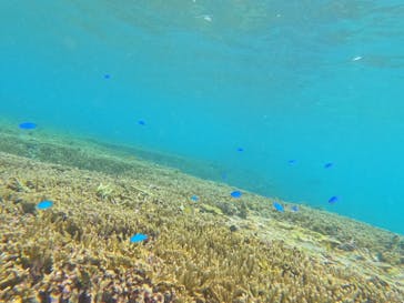 宮古島 ADVENTURE PiPi（ミヤコジマ アドベンチャー ピピ）に投稿された画像（2024/6/10）