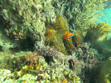 宮古島 ADVENTURE PiPi（ミヤコジマ アドベンチャー ピピ）に投稿された画像（2024/6/10）