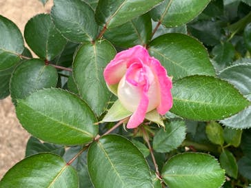 いばらきフラワーパークに投稿された画像（2024/6/10）