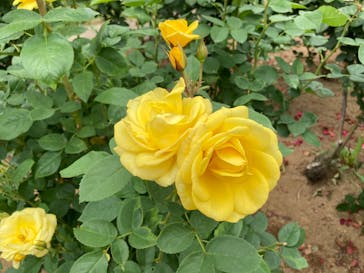 いばらきフラワーパークに投稿された画像（2024/6/10）