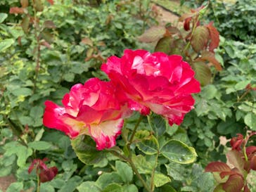 いばらきフラワーパークに投稿された画像（2024/6/10）