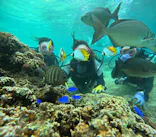 武藤潜水に投稿された画像（2024/6/10）