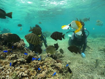 武藤潜水に投稿された画像（2024/6/10）