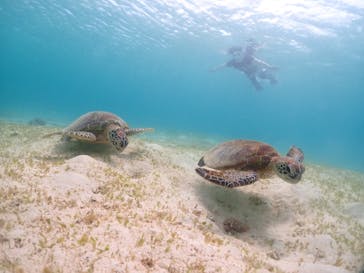 宮古島マリンショップSmileyに投稿された画像（2024/6/10）