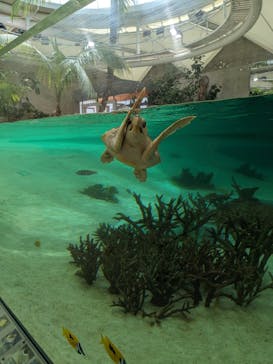 鴨川シーワールドに投稿された画像（2024/6/10）